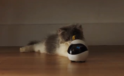 Állatoknak ad társaságot a mesterséges intelligencia