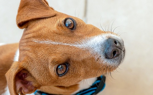A Jack Russell terrierek élnek a legtovább? 